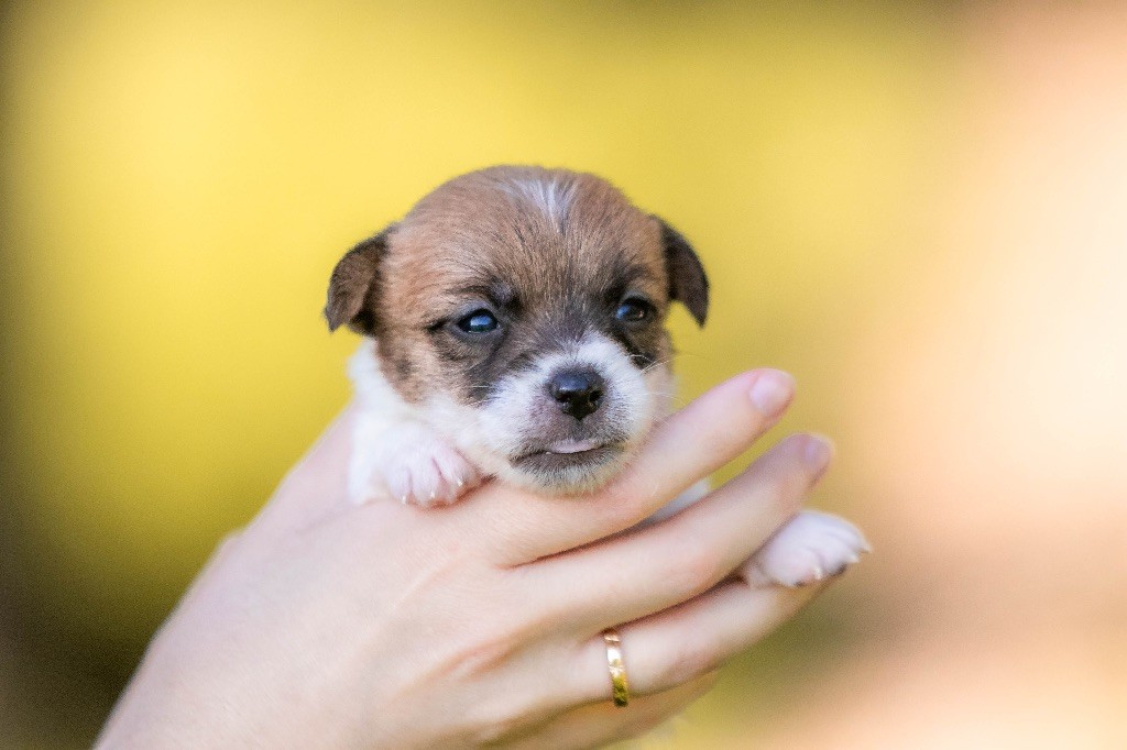 du Bois de Compiègne - Chiot disponible  - Jack Russell Terrier