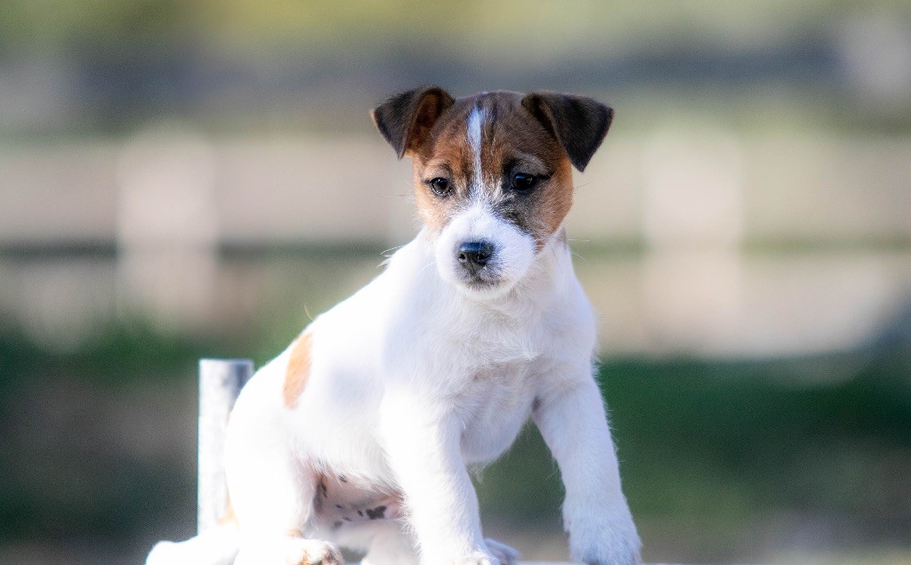 du Bois de Compiègne - Chiot disponible  - Jack Russell Terrier