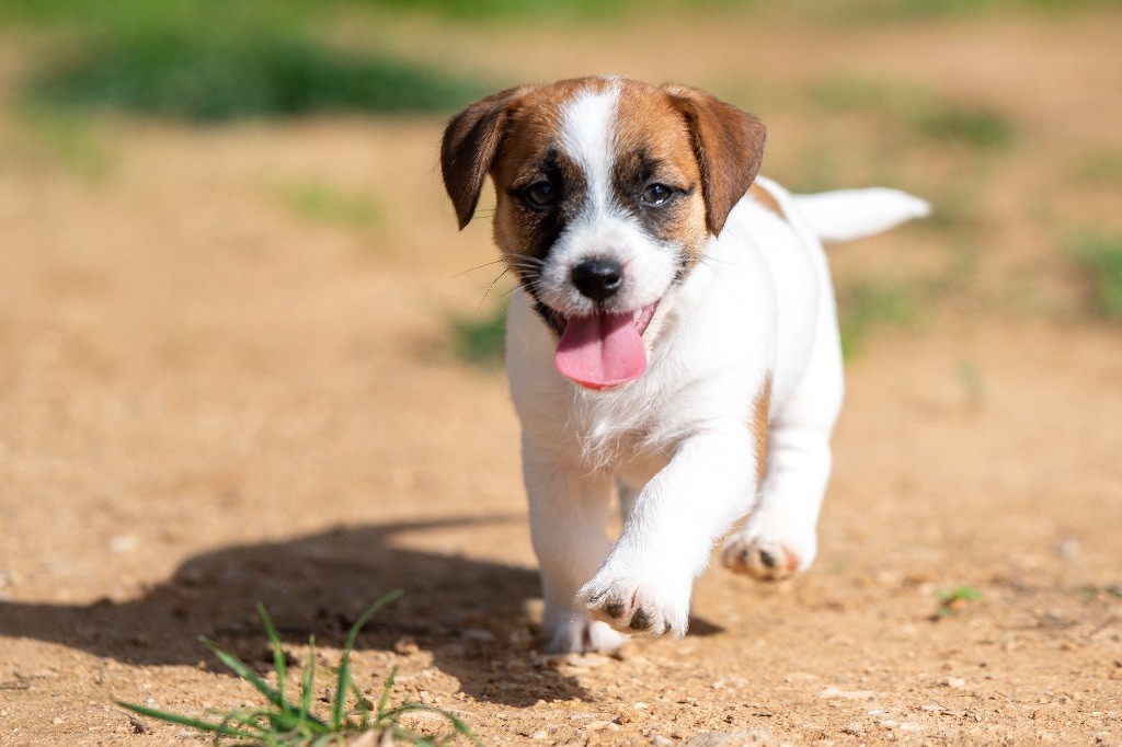 du Bois de Compiègne - Chiot disponible  - Jack Russell Terrier