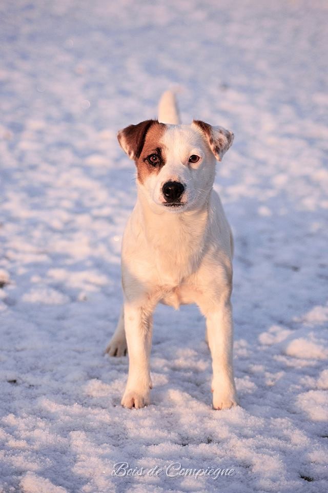 Lalie du Bois de Compiègne