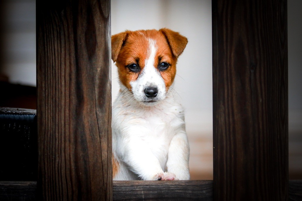 Panic station du Bois de Compiègne