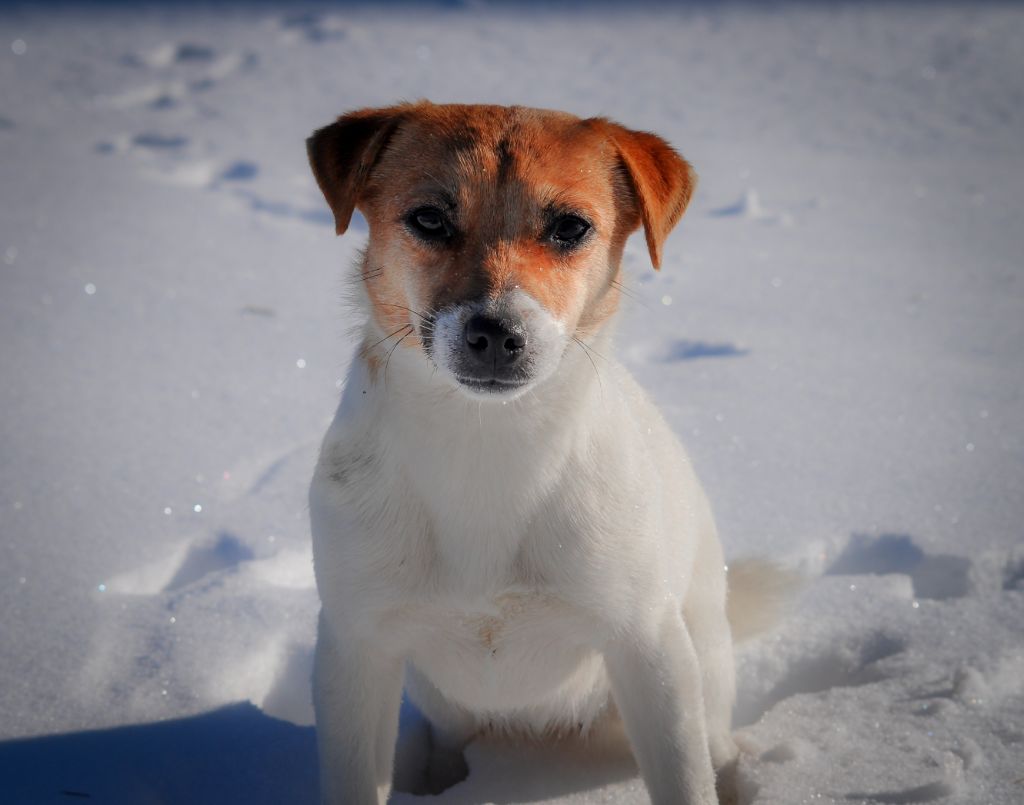 Penny lane du Bois de Compiègne