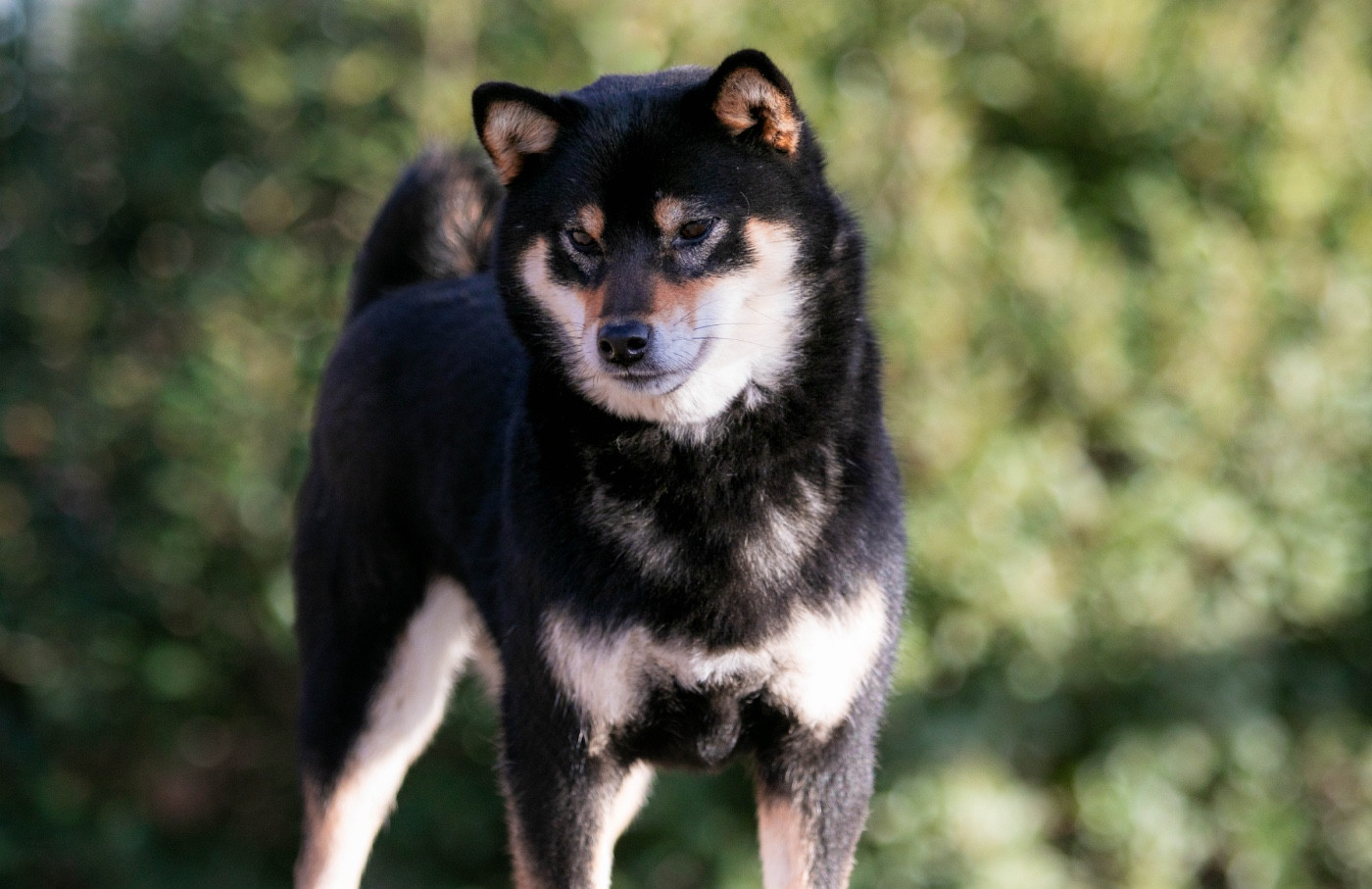 Tamiko du Bois de Compiègne