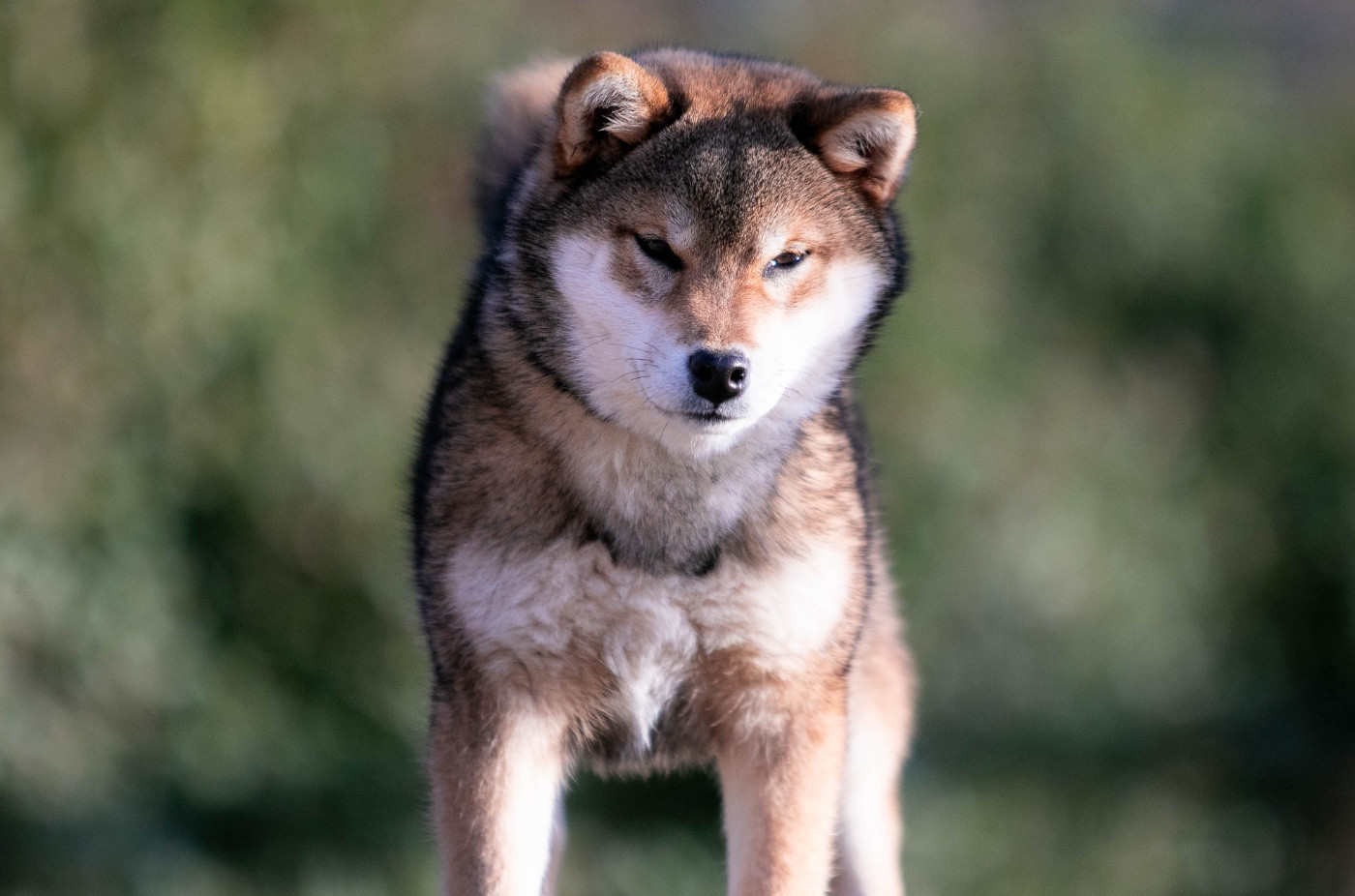 Ama gomahana du Bois de Compiègne