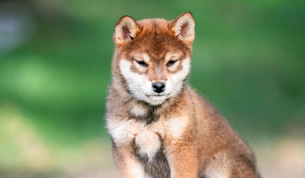 Ama gomahana du Bois de Compiègne