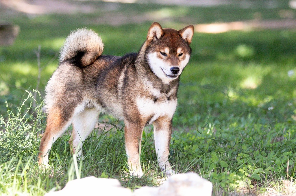 Akikaze du Bois de Compiègne