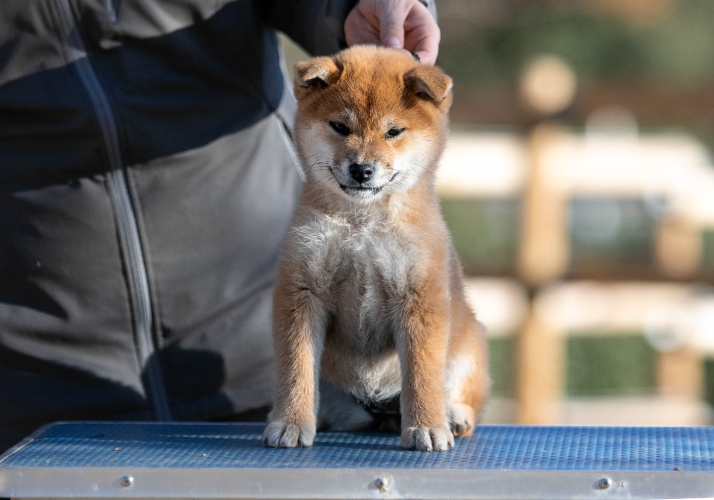 Ayumi du Bois de Compiègne