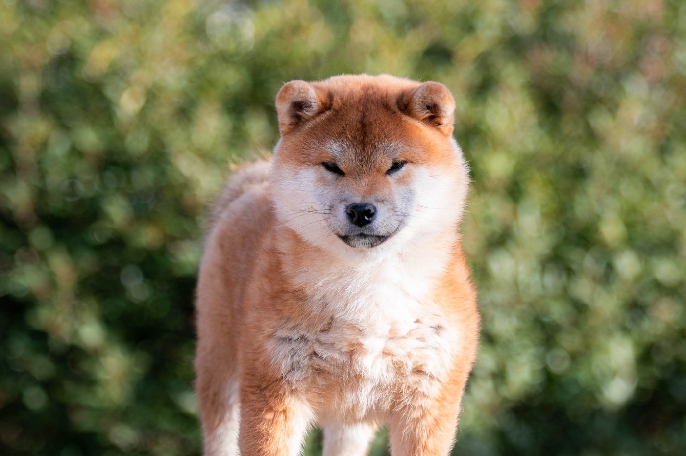 Akanetora Go Sakura Kensha