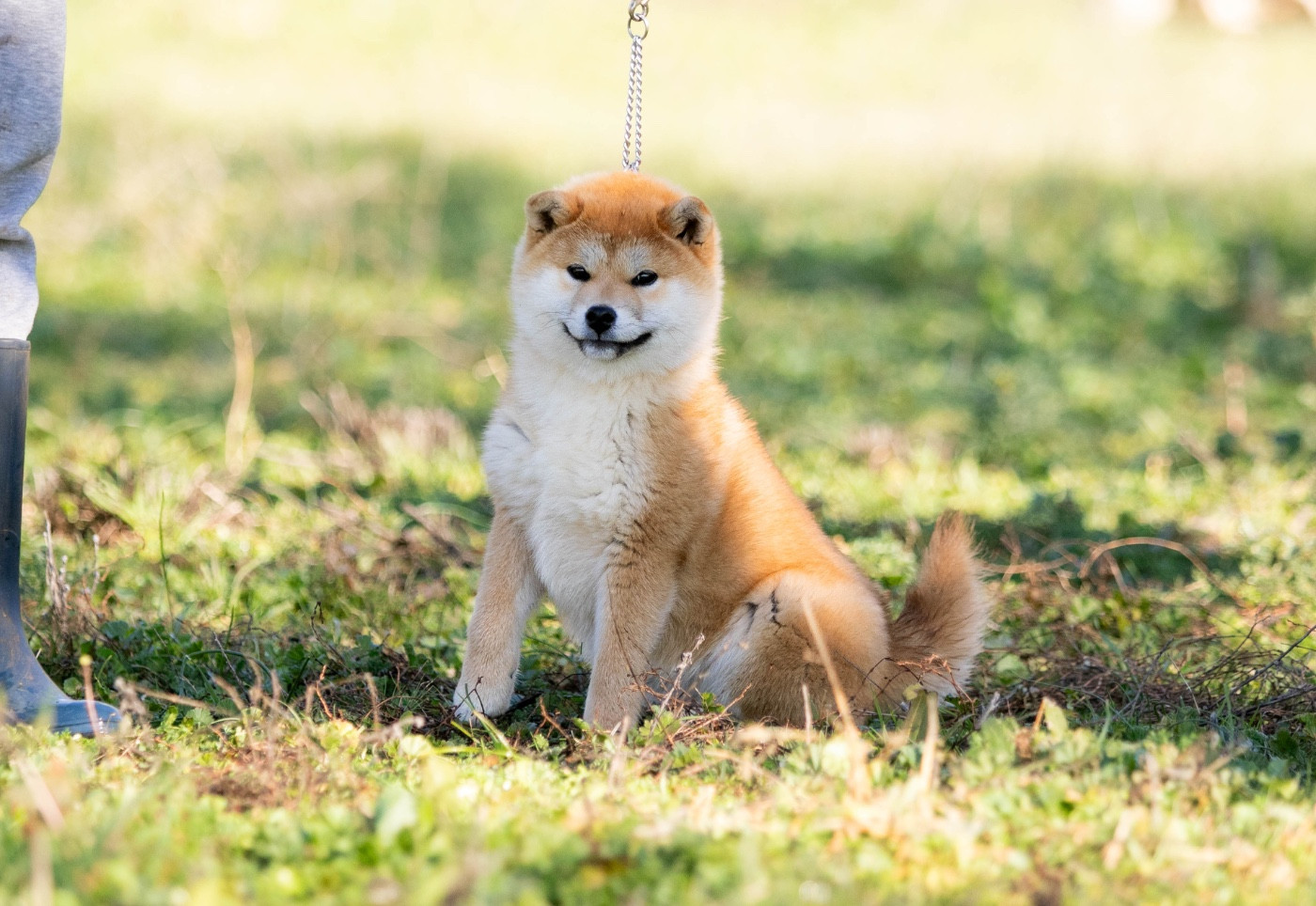 Akemi du Bois de Compiègne