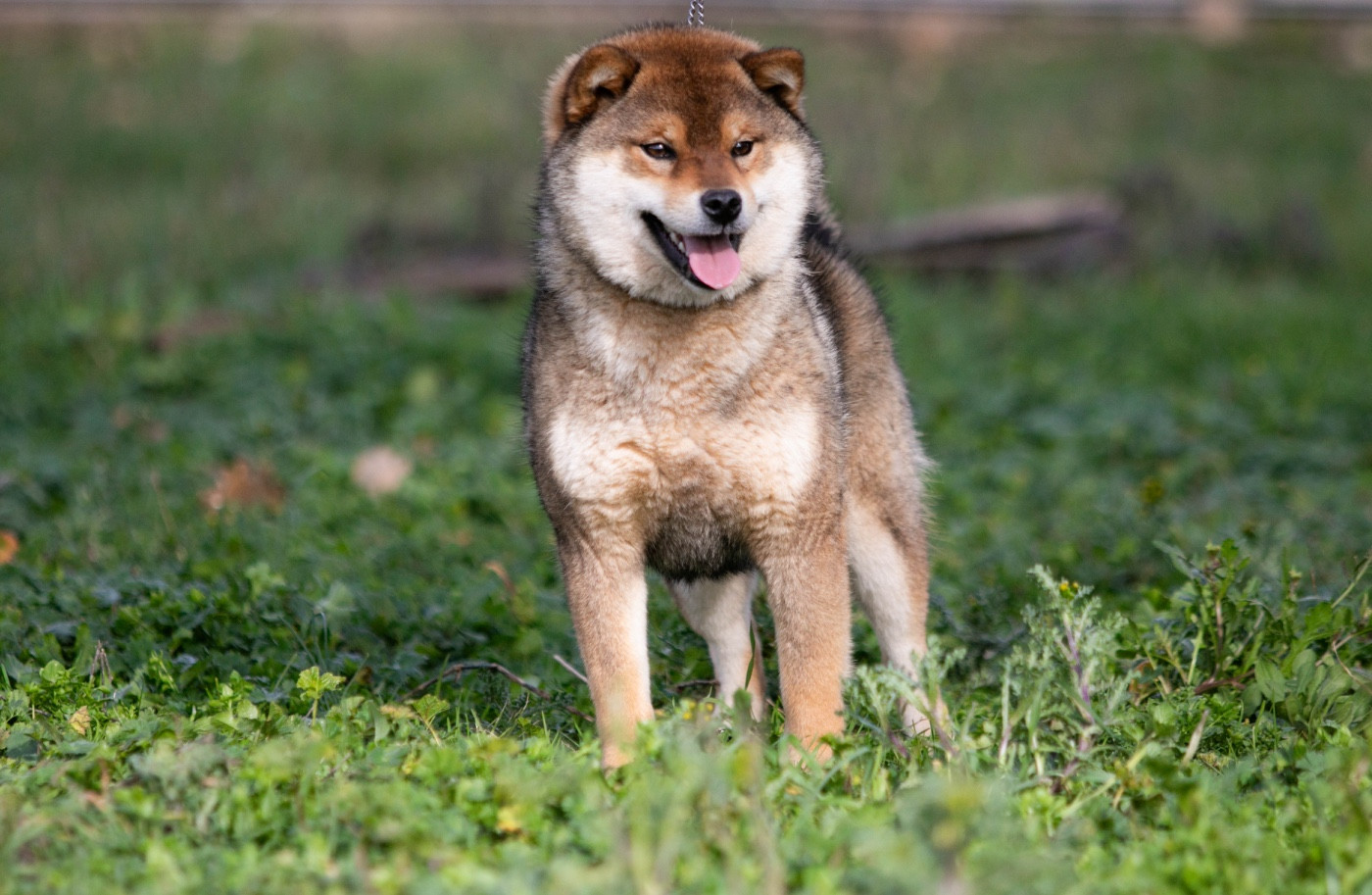 Vaya du Bois de Compiègne