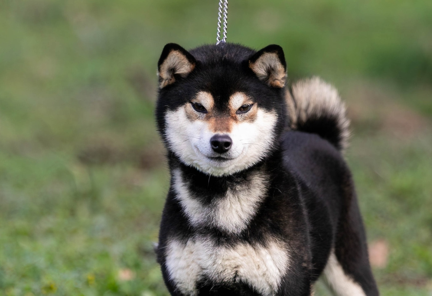 Umiko du Bois de Compiègne