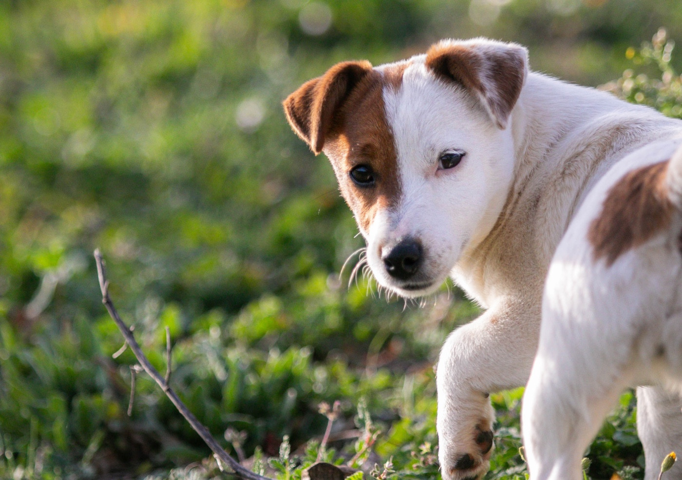 Astra du Bois de Compiègne