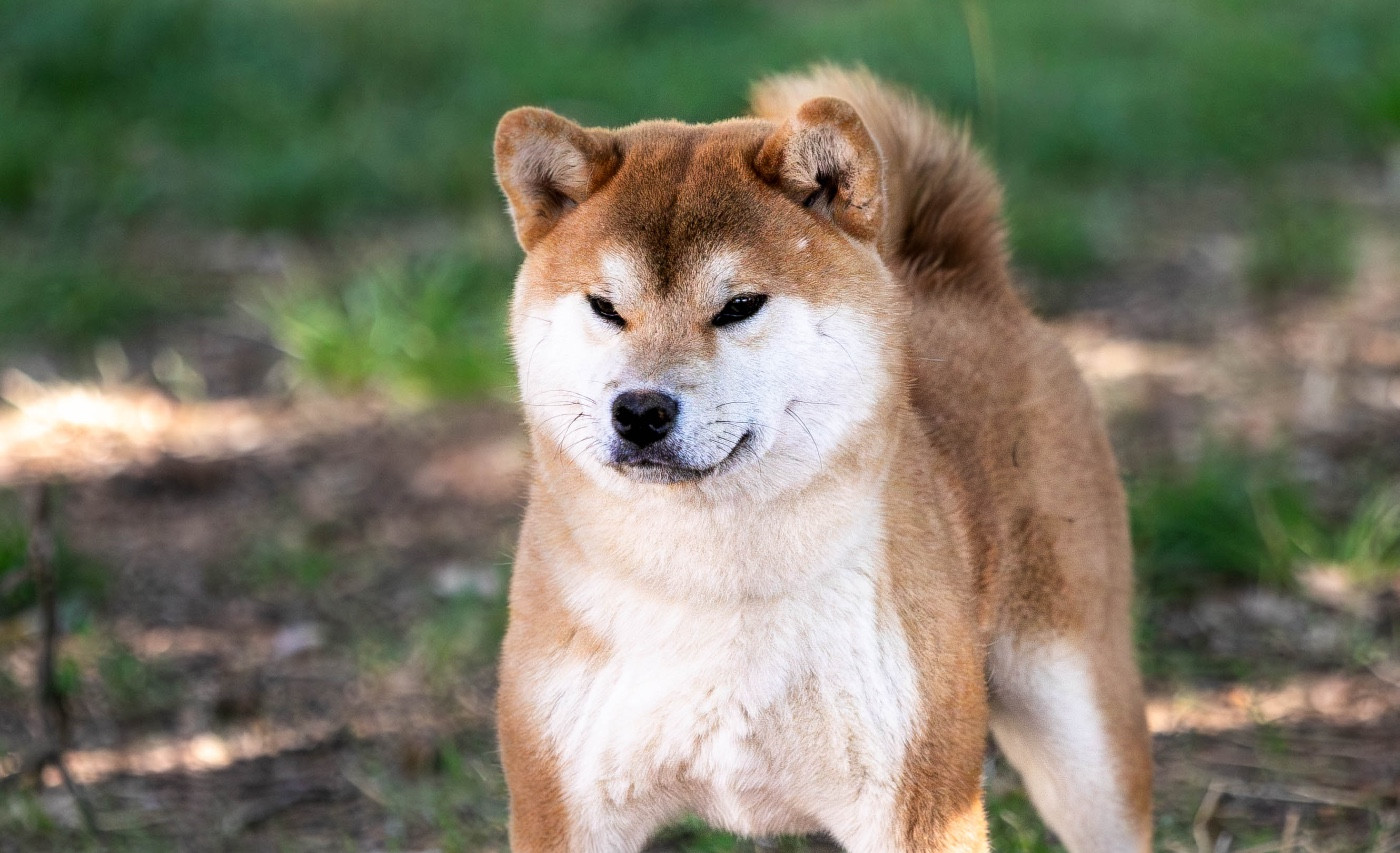 Akanetora Go Sakura Kensha