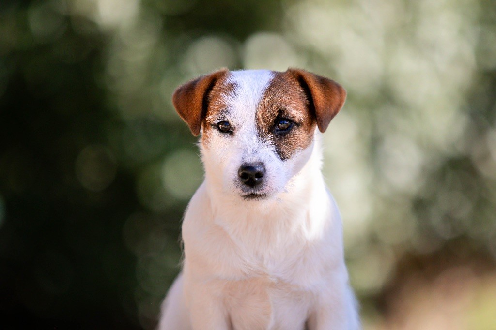Azur edition du Bois de Compiègne