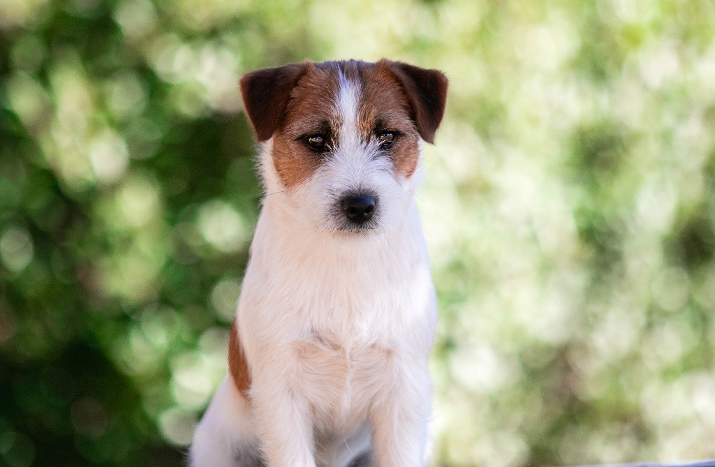 Vintage du Bois de Compiègne