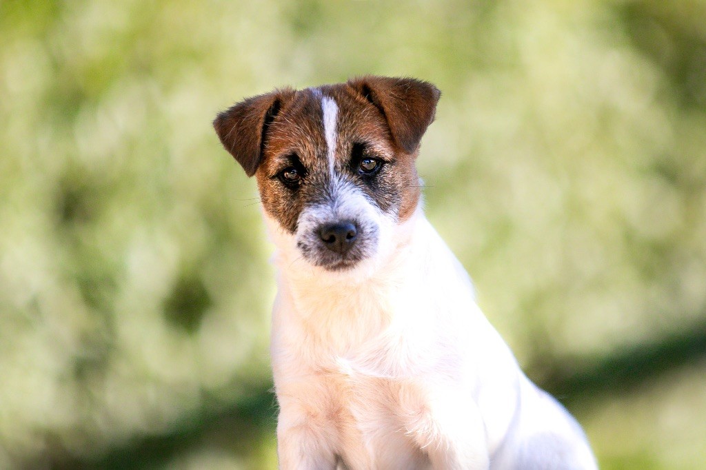 Agent secret du Bois de Compiègne