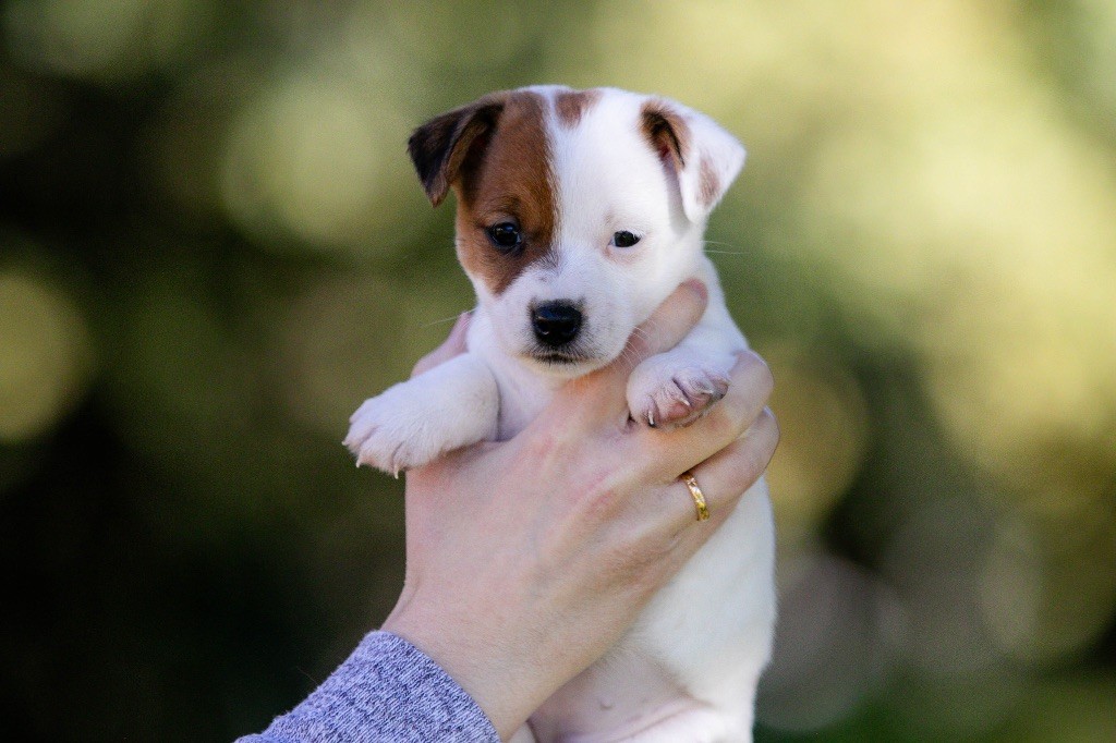 Astra du Bois de Compiègne