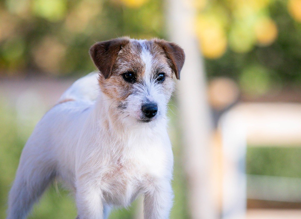 Alola edition du Bois de Compiègne