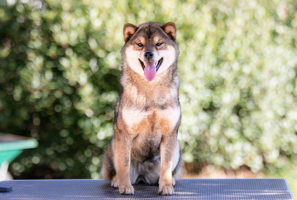 Vaya du Bois de Compiègne