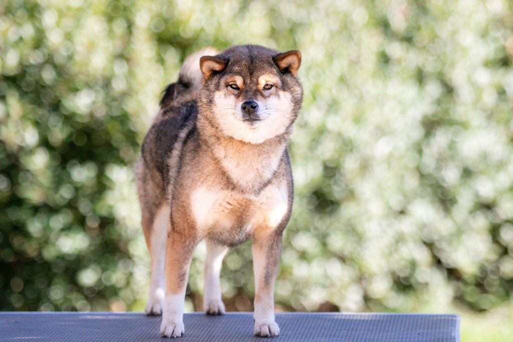 CH. Tokumaro no fukukohime go takarasou