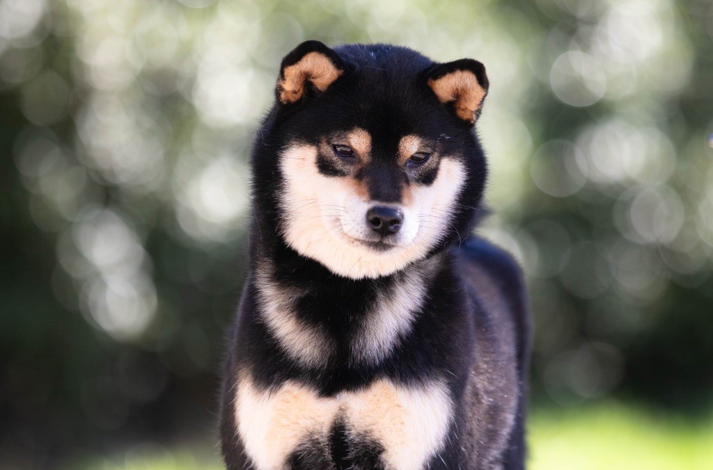 Uno uzume du Bois de Compiègne