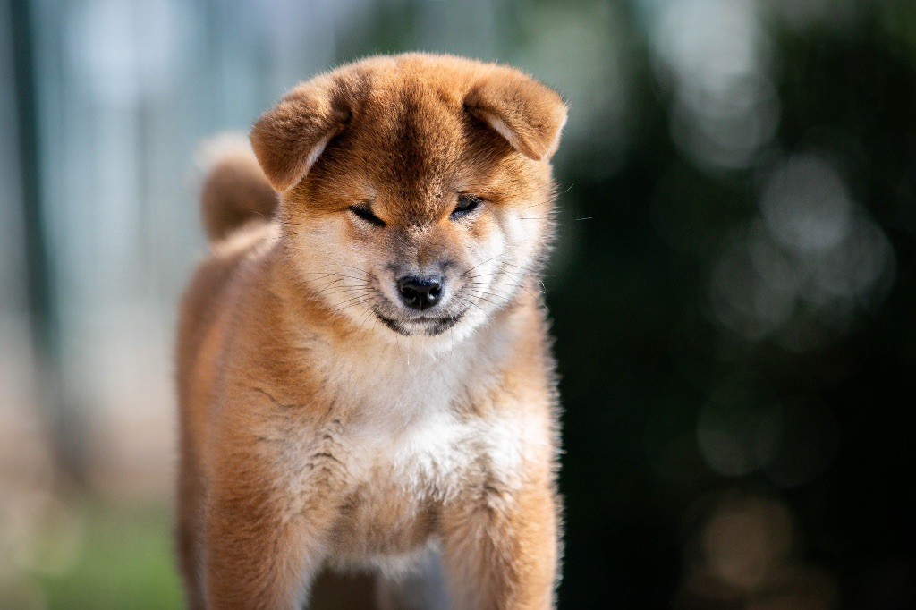 Akanetora Go Sakura Kensha