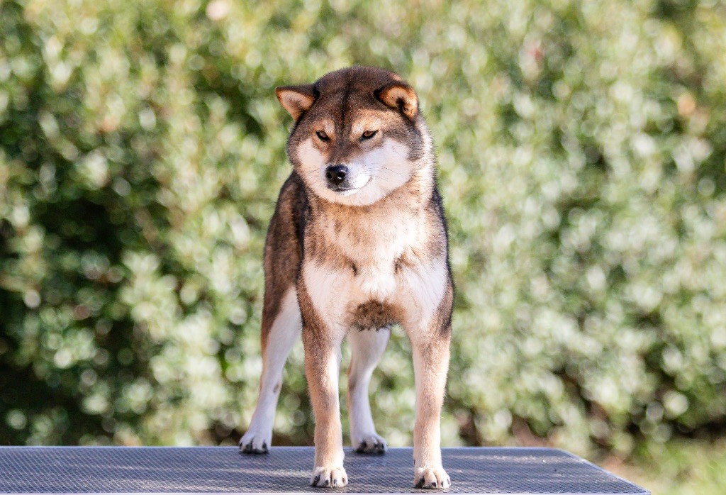 V'tenshi du Bois de Compiègne