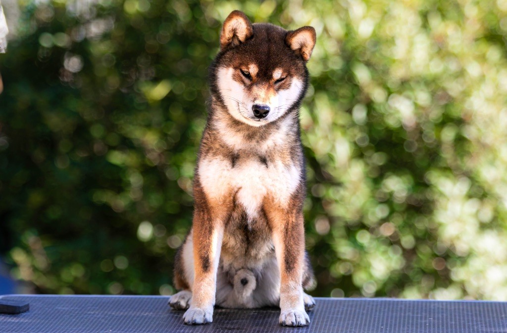 Akikaze du Bois de Compiègne