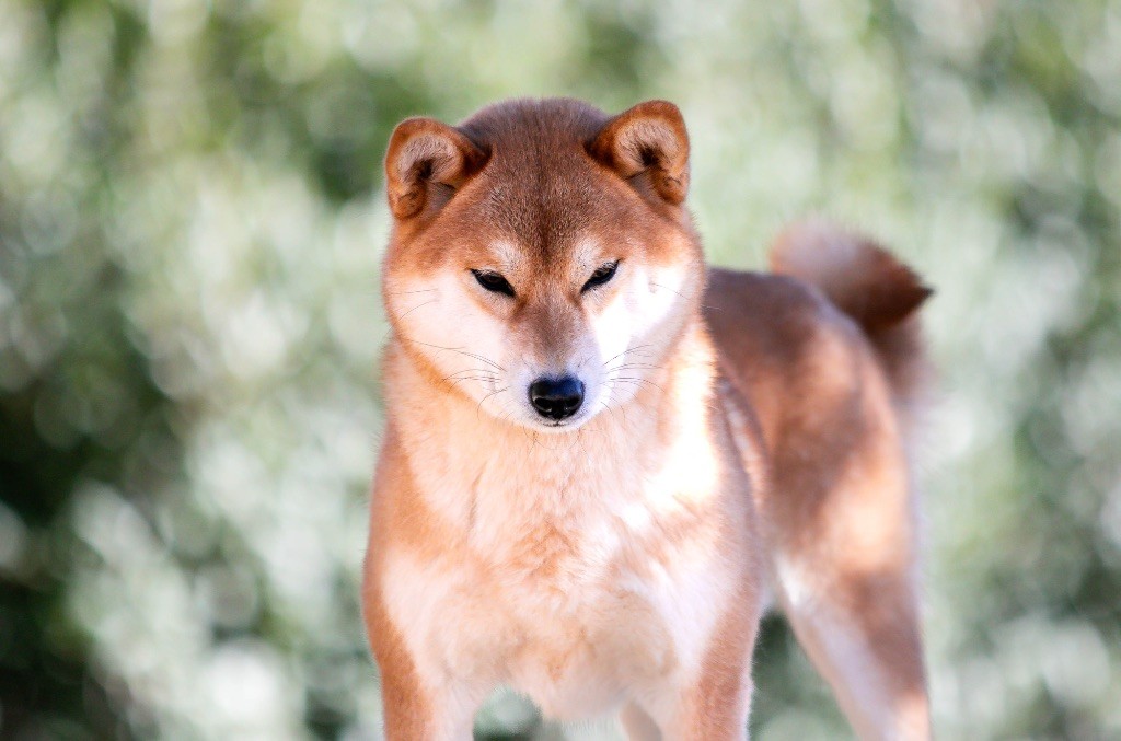 Ume hanako du Bois de Compiègne