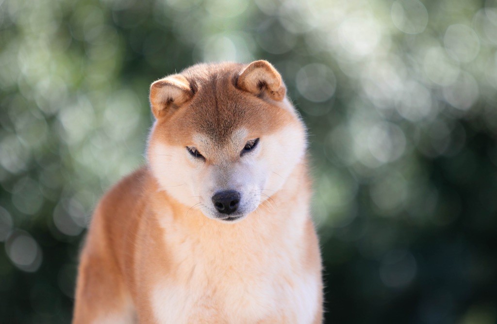CH. Taihei no shoryu du Bois de Compiègne
