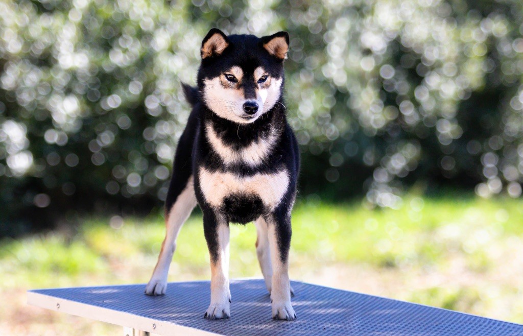 Umiko du Bois de Compiègne