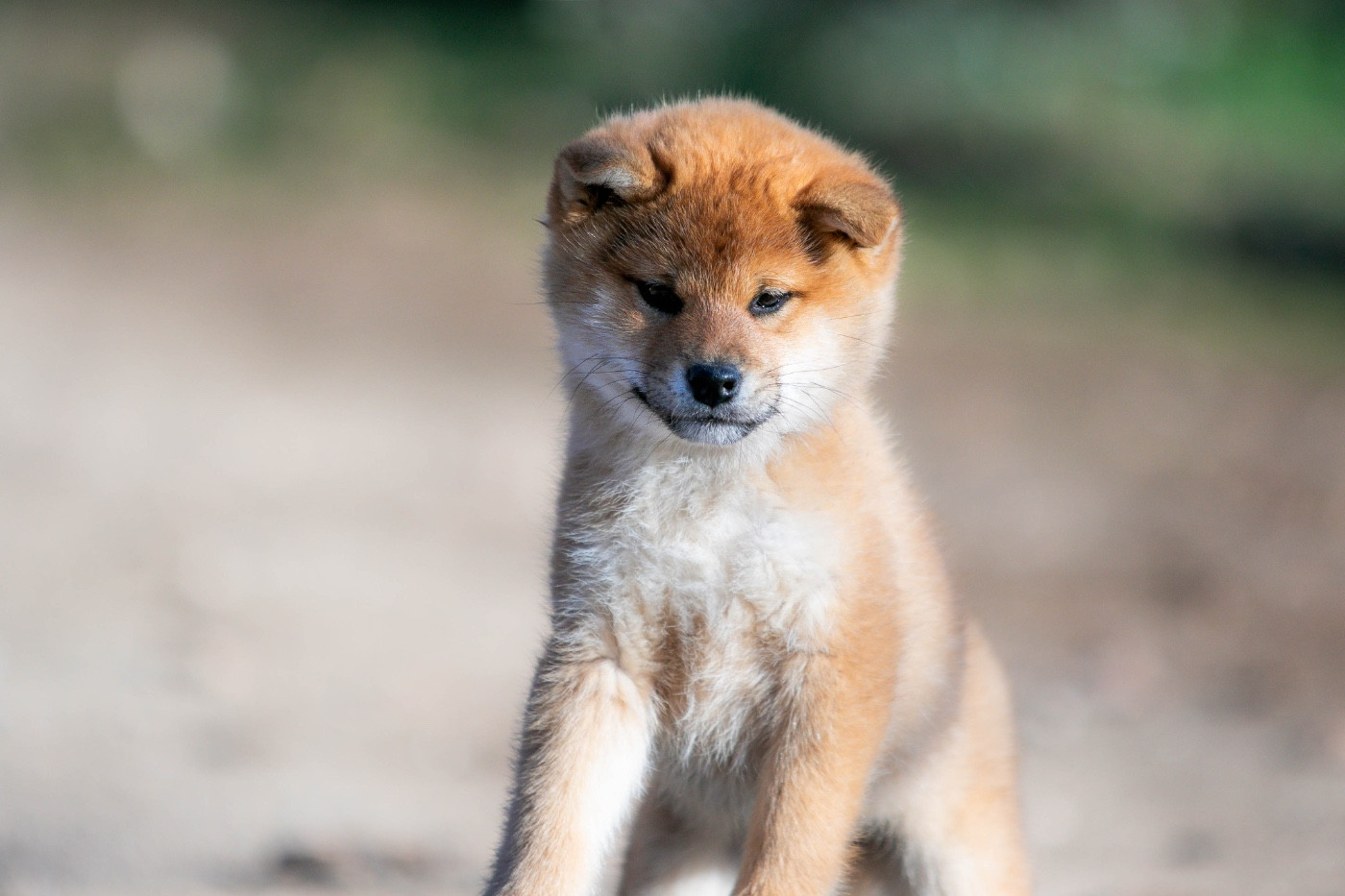 Aho no Kyoukahime du Bois de Compiègne