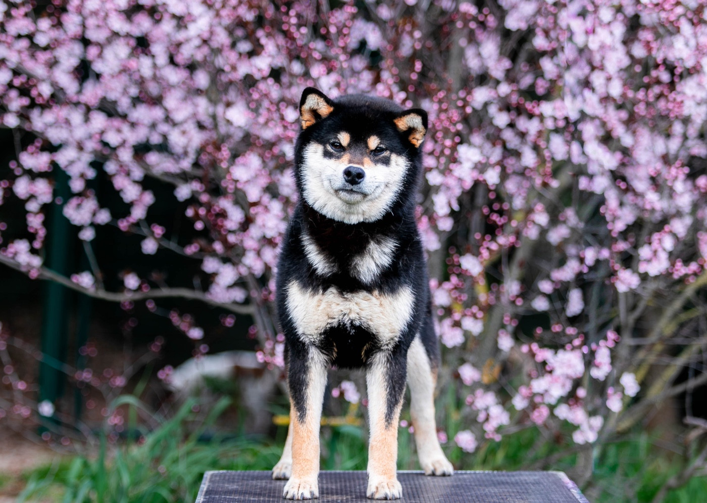 Kokuryu No Fukuryu Go Chudojisou