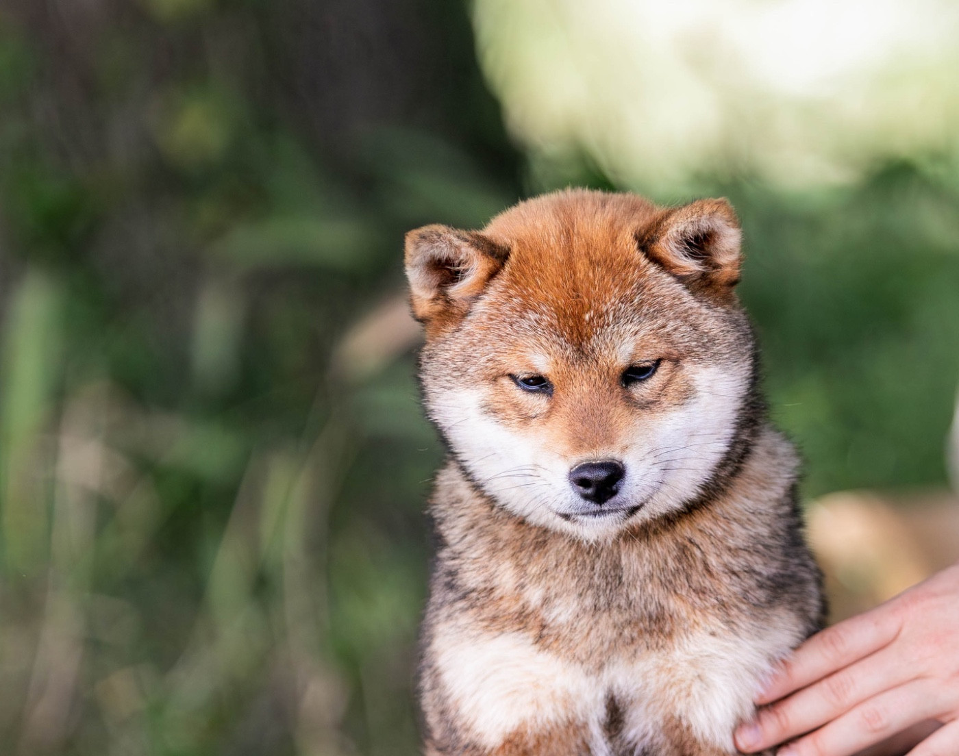 Asatsuyu du Bois de Compiègne