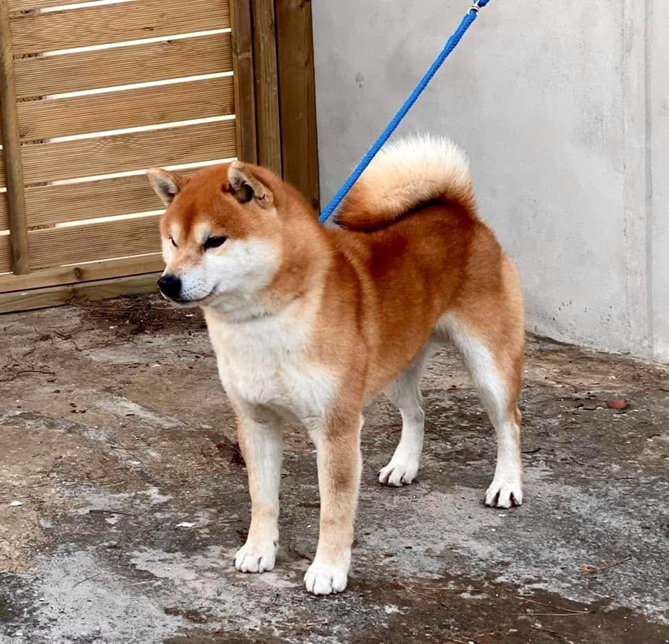 Ranshinmaru go hidden cascade