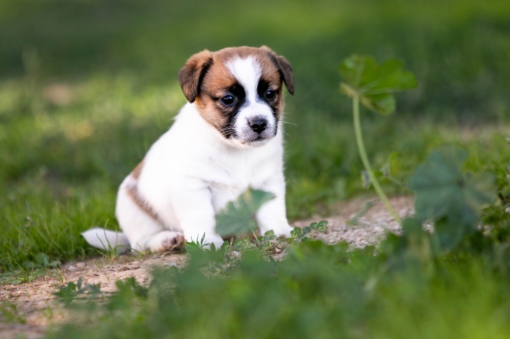 du Bois de Compiègne - Chiots disponibles - Jack Russell Terrier