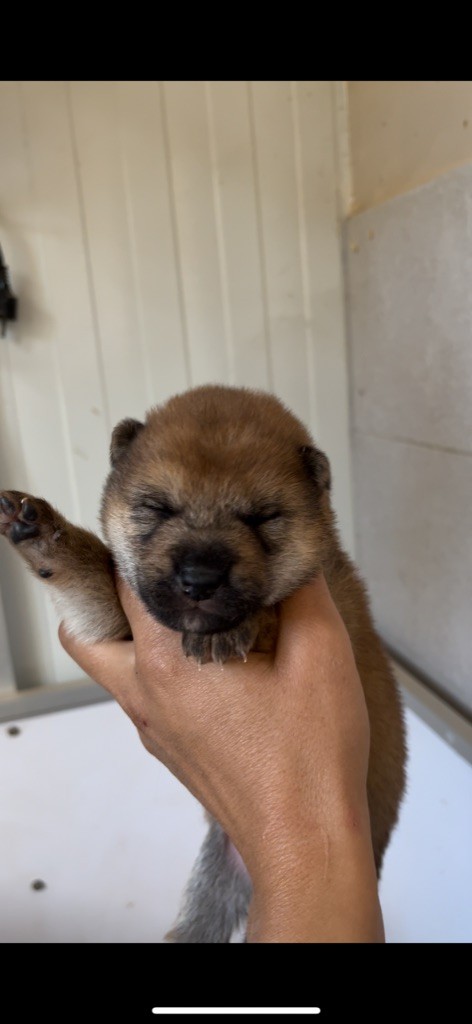du Bois de Compiègne - Chiots disponibles - Shiba