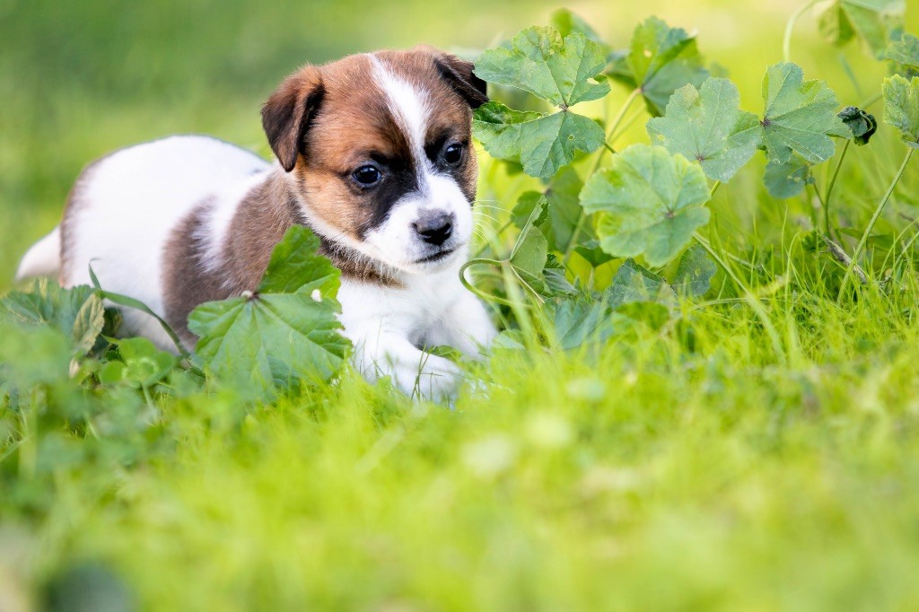du Bois de Compiègne - Chiots disponibles - Jack Russell Terrier