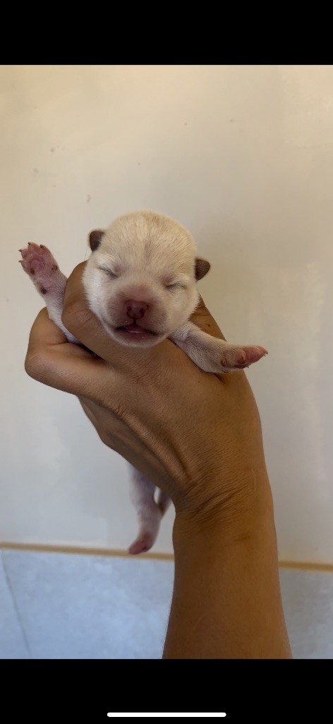 du Bois de Compiègne - Chiots disponibles - Shiba
