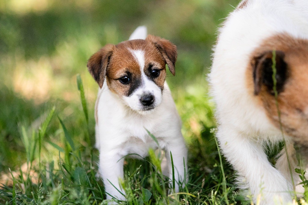 du Bois de Compiègne - Chiots disponibles - Jack Russell Terrier