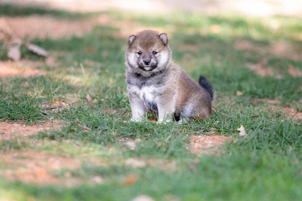 du Bois de Compiègne - Chiots disponibles - Shiba