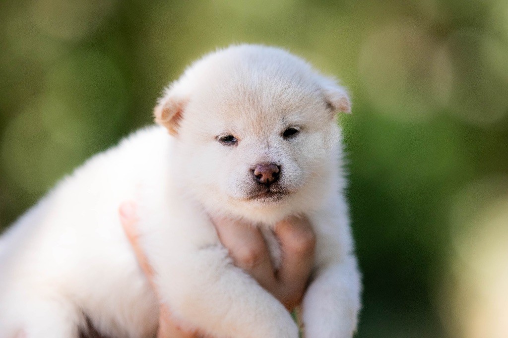 du Bois de Compiègne - Chiots disponibles - Shiba