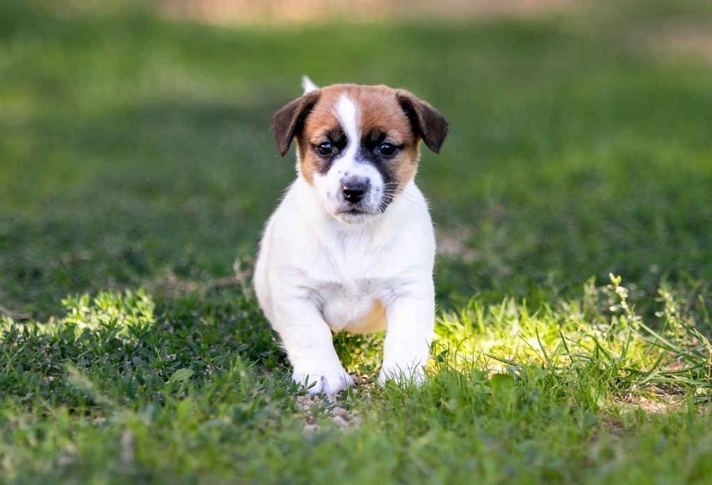 du Bois de Compiègne - Chiots disponibles - Jack Russell Terrier
