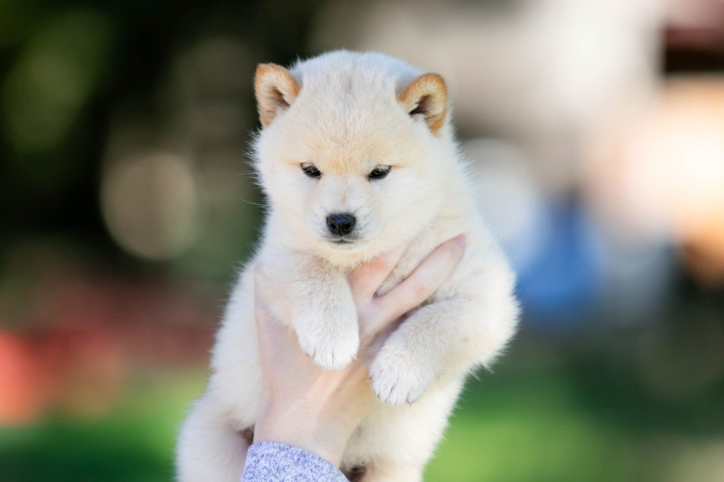 du Bois de Compiègne - Chiots disponibles - Shiba