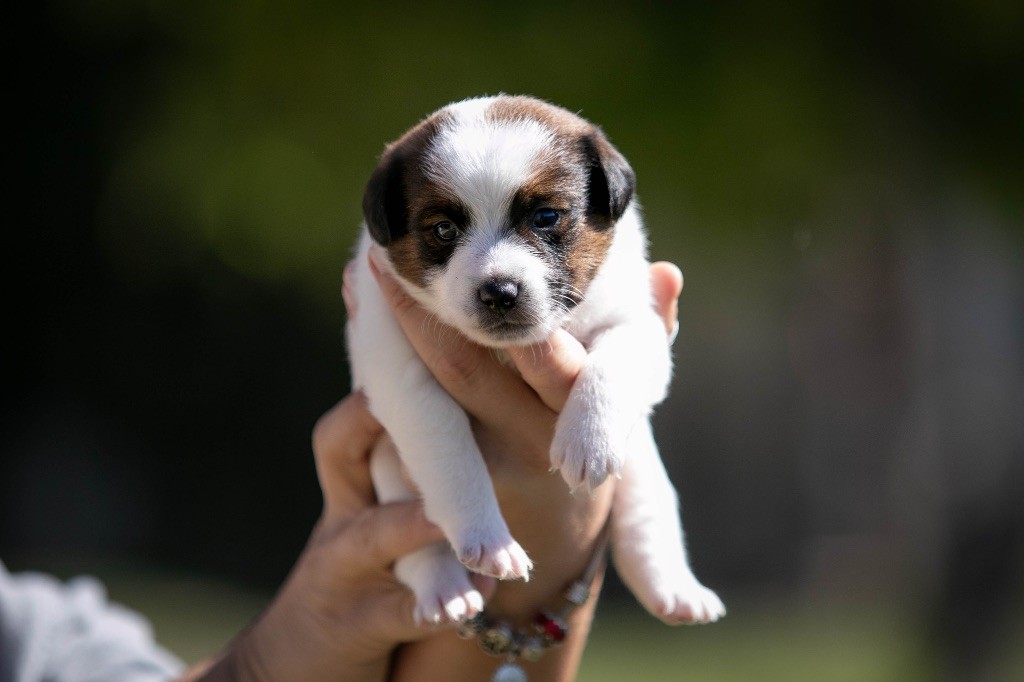 du Bois de Compiègne - Chiots disponibles - Jack Russell Terrier