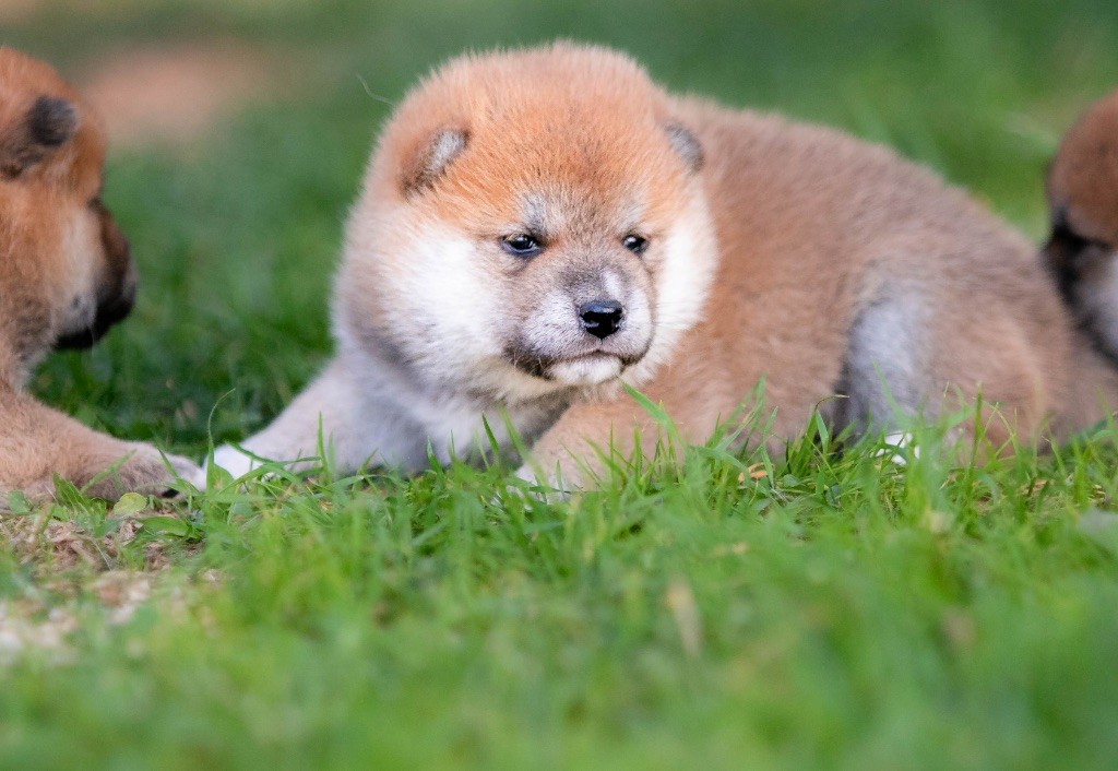 du Bois de Compiègne - Chiots disponibles - Shiba