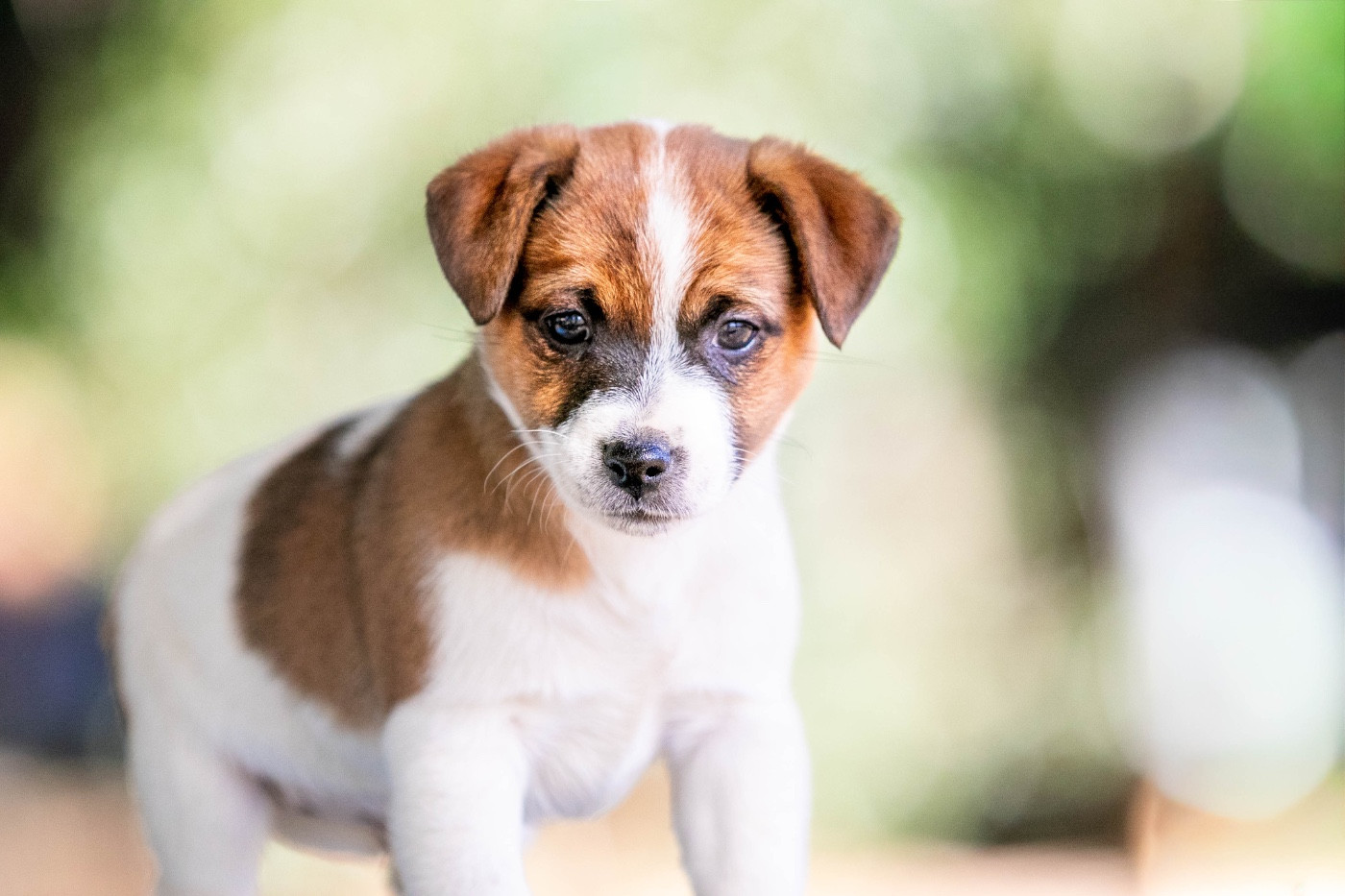 du Bois de Compiègne - Chiots disponibles - Jack Russell Terrier