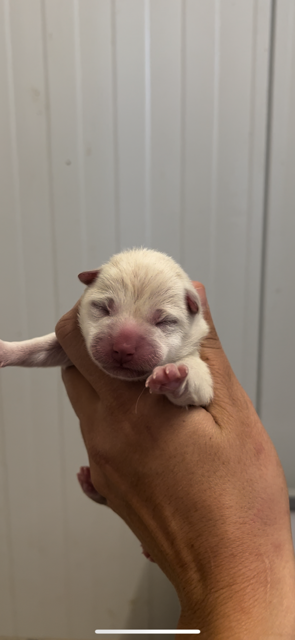 du Bois de Compiègne - Chiots disponibles - Shiba