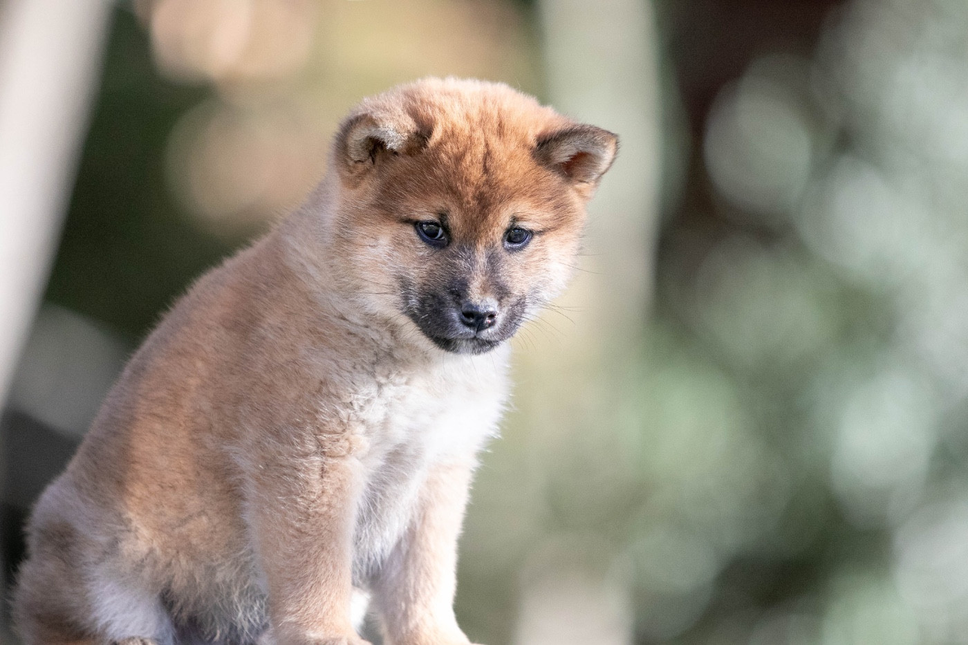 du Bois de Compiègne - Chiots disponibles - Shiba