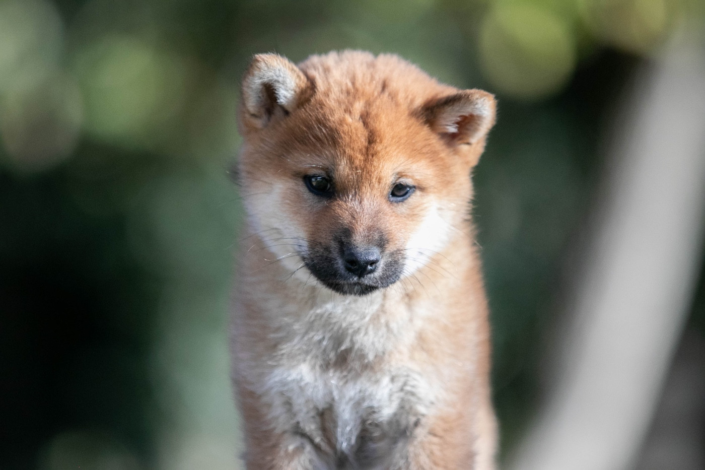 du Bois de Compiègne - Chiots disponibles - Shiba